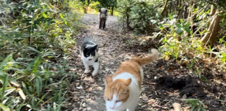いつの間にか猫との散歩にイノシシが