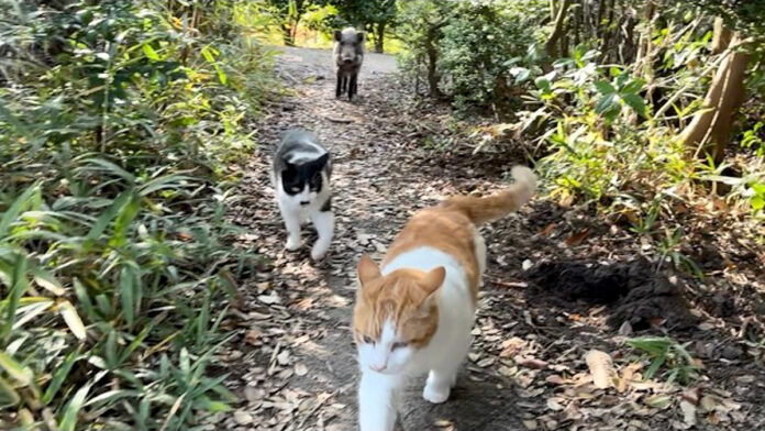 いつの間にか猫との散歩にイノシシが