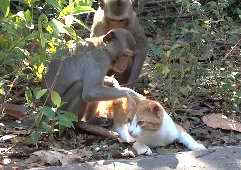 サルと一緒に暮らす猫