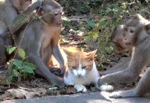 サルとお友達になった猫さん。たくさんのサルと一緒に暮らす姿にビックリ (*゚0゚)! サルと一緒に暮らす猫