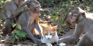 サルと一緒に暮らす猫