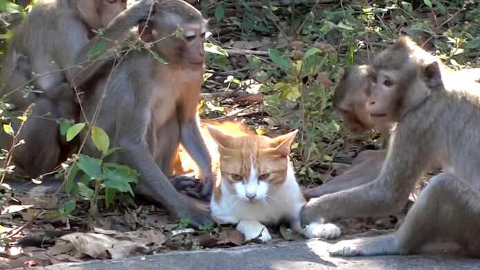 サルと一緒に暮らす猫