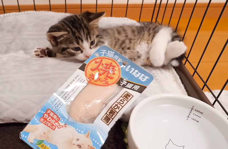 ササミで目覚める子猫