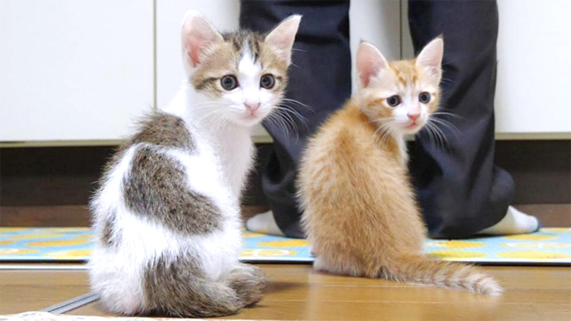 シンクロする子猫達