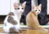 シンクロする子猫達