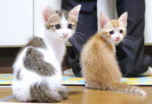 シンクロする子猫達
