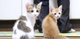 シンクロする子猫達