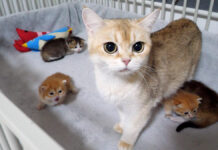 子猫の鳴き声が聞こえると、心配して様子を見にくるママ猫の姿に温かい愛情を感じる (*´ェ`*)♡ 子猫達の元に駆けつけた母猫