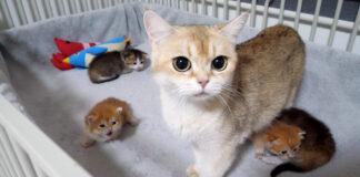 子猫達の元に駆けつけた母猫