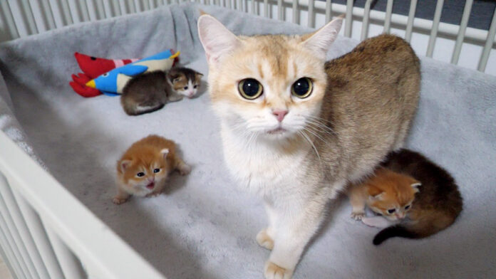 子猫達の元に駆けつけた母猫