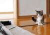 掃除機にビビっちゃう子猫。警戒しながらも気になってしょうがない様子が可愛すぎる♡ 掃除機にビビっちゃう子猫