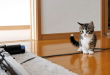掃除機にビビっちゃう子猫。警戒しながらも気になってしょうがない様子が可愛すぎる♡ 掃除機にビビっちゃう子猫