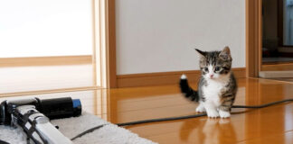 掃除機にビビっちゃう子猫