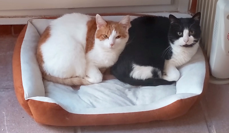 シンクロする猫達