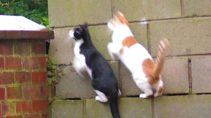 見事にシンクロする猫達