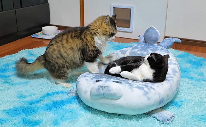 ベッドの取り合いをする猫達