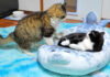 ベッドの取り合いをする猫達