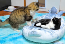 ベッドの取り合いをする猫達