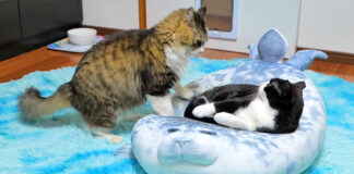 ベッドの取り合いをする猫達