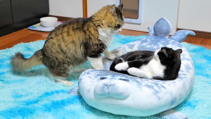 tachinokikousyo_neko_title ベッドの取り合いをする猫達