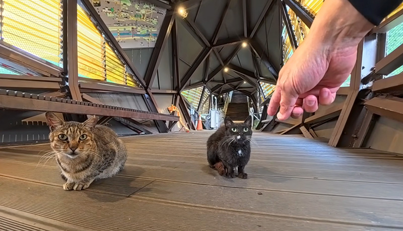 台湾の猫村の猫達