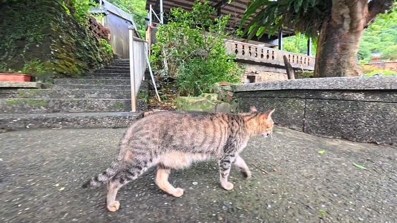 台湾の猫村を案内してくれる猫
