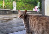 駅の陸橋に集まっていた猫の中のひとりが、「ついて来て」と猫村を案内してくれた♪ 台湾の猫村を案内してくれる猫