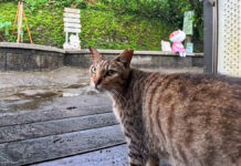 駅の陸橋に集まっていた猫の中のひとりが、「ついて来て」と猫村を案内してくれた♪ 台湾の猫村を案内してくれる猫
