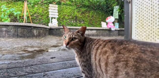 台湾の猫村を案内してくれる猫