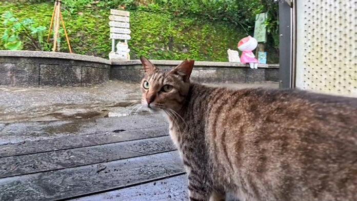 台湾の猫村を案内してくれる猫