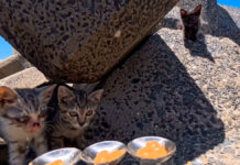 ちゅ〜るが気になる子猫達