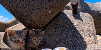 ちゅ〜るが気になる子猫達