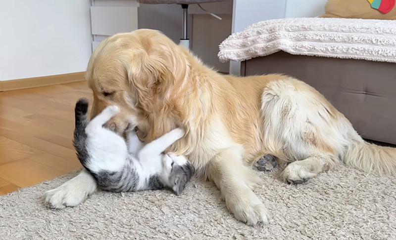 犬にかまって欲しい子猫
