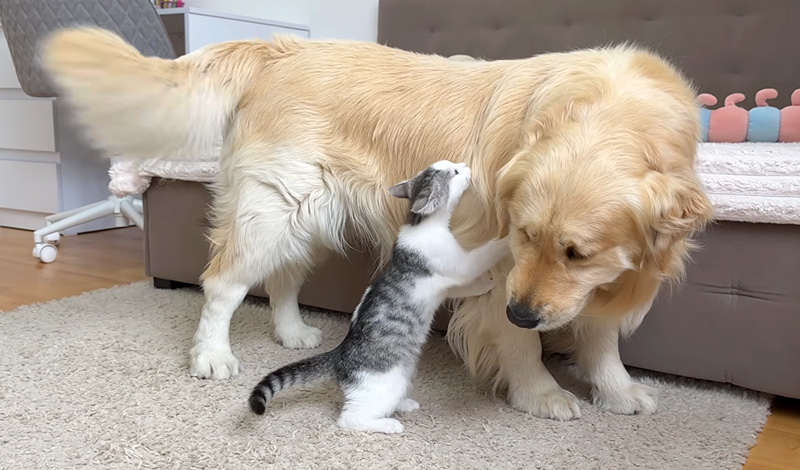 犬にかまって欲しい子猫