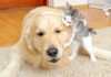 犬に猛アプローチする子猫