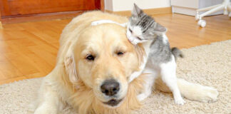 犬に猛アプローチする子猫