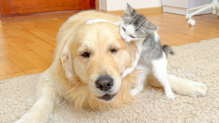 犬に猛アプローチする子猫