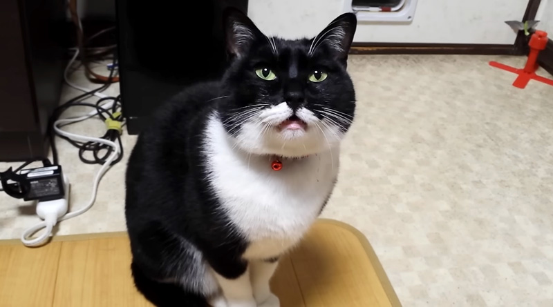 見上げる猫