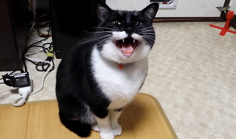 鳴く猫