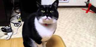 突然怒る猫