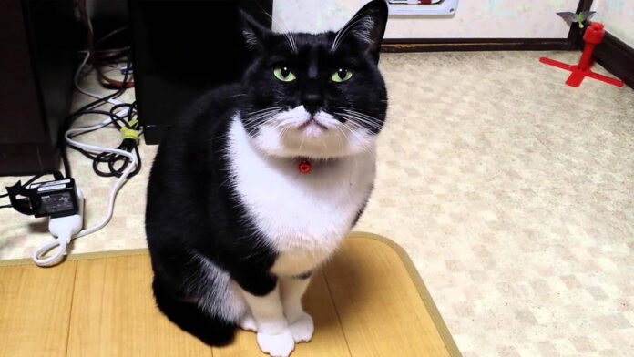 突然怒る猫