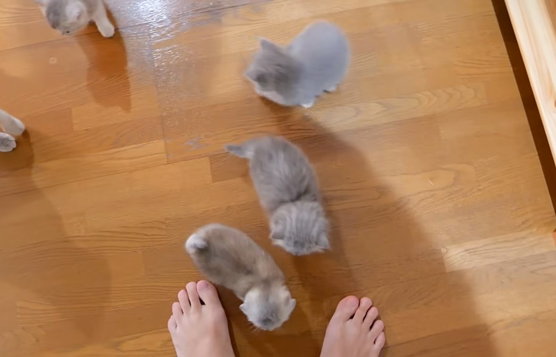 ご飯を催促する子猫達