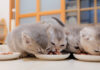 ご飯横取り合戦を繰り広げる子猫達