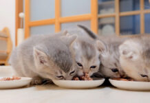 ご飯横取り合戦を繰り広げる子猫達