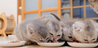 ご飯横取り合戦を繰り広げる子猫達