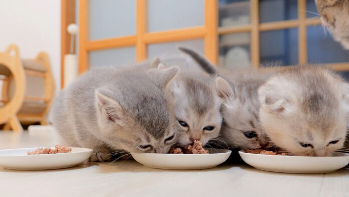 ご飯横取り合戦を繰り広げる子猫達