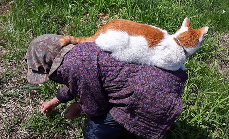 おばあちゃんの背中に乗る猫