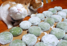 草餅と猫