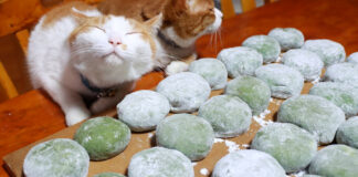 草餅と猫