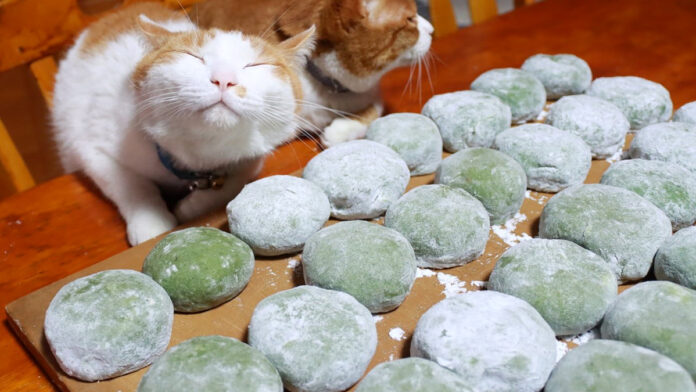 草餅と猫